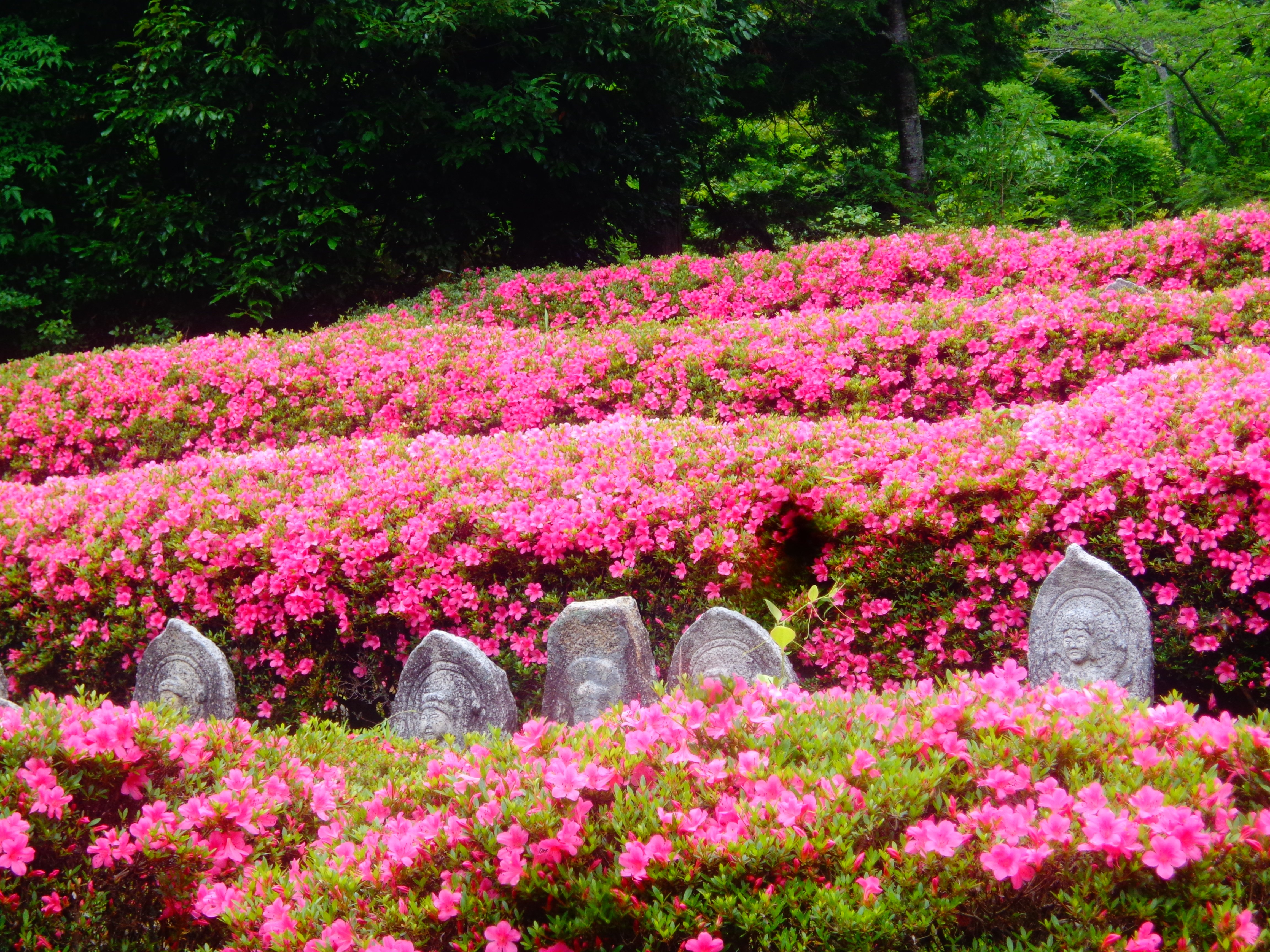2026年6月5日(金)開催JRふれあいハイキング【予約不要】
