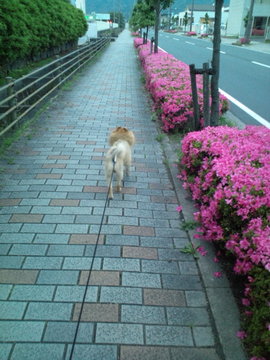 満開だワン