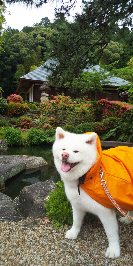 白水(いずみ)の市長日記8♪_写真1.jpg